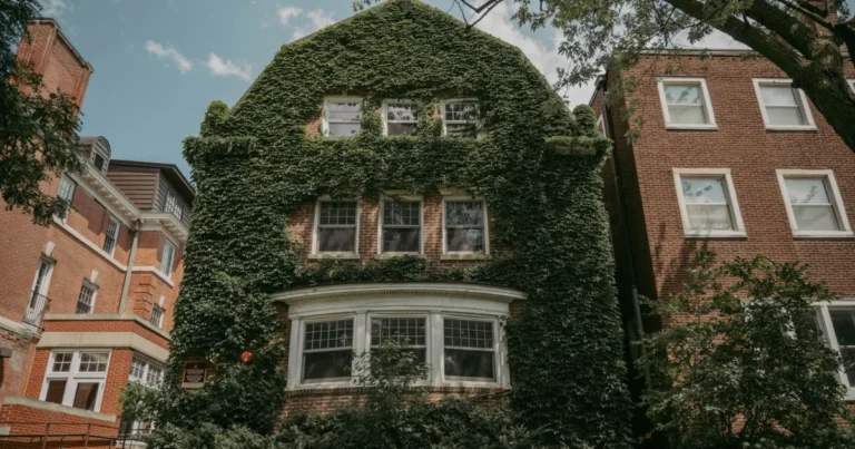 Ivy-covered house in a Chicago neighborhood