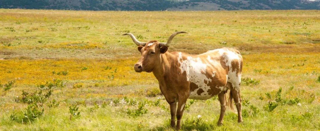 Texas Longhorn in an open pasture