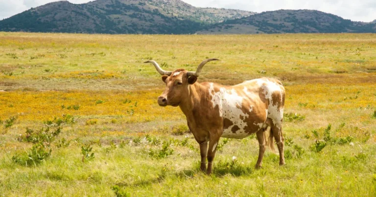 Texas Longhorn in an open pasture