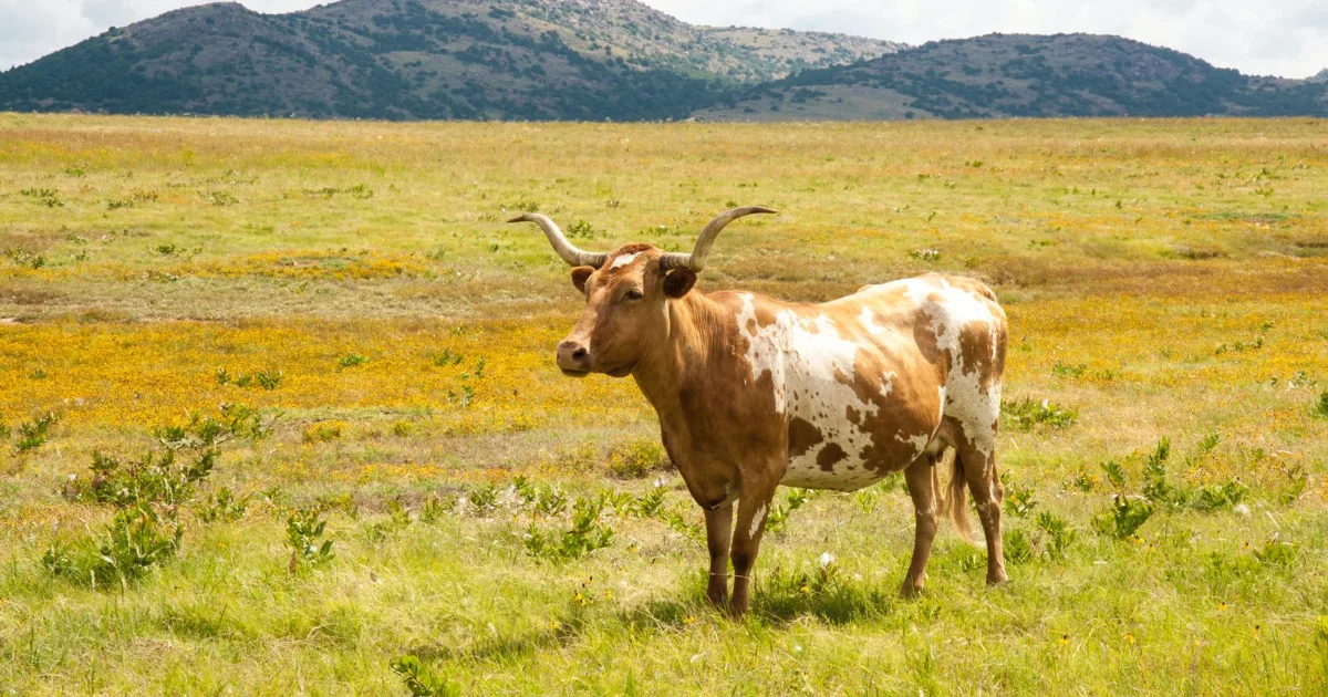 Texas Longhorn in an open pasture